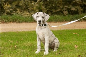 Alana - Great Dane for sale