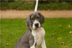 Rosie - Great Dane for sale