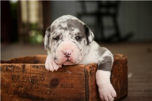Bailey - Great Dane for sale