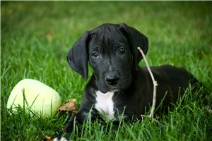 Cletus - puppy for sale