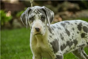 Bailey - Great Dane for sale