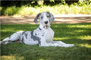 Bella - Great Dane for sale