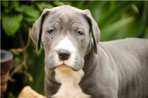 Baxter - Great Dane for sale