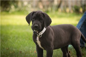 Alexa - Great Dane for sale