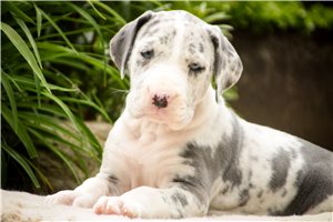 Bella - Great Dane for sale