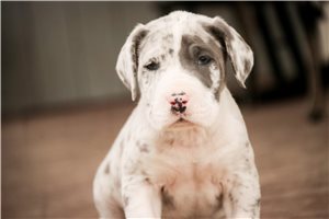 Jared - puppy for sale