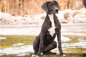 Baroness - Great Dane for sale