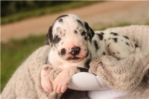 Alfie - puppy for sale