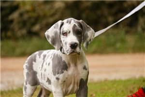 Albert - Great Dane for sale