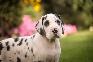 Rachel - Great Dane for sale