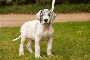 Raymond - Great Dane for sale