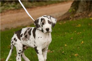 Adam - puppy for sale