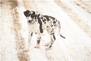 Cadet - Great Dane for sale
