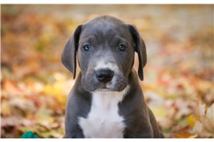 Grayson - puppy for sale