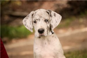 Alana - Great Dane for sale