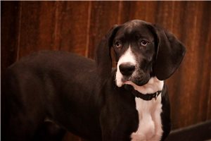 Genesis - puppy for sale