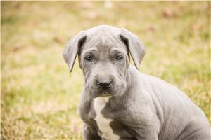 Jaime - Great Dane for sale