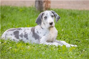 Bella - Great Dane for sale