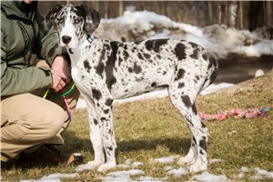 Gretchen - Great Dane for sale