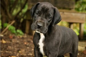 Alexa - Great Dane for sale