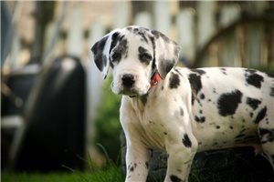 Adam - Great Dane for sale