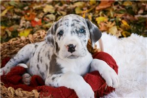 Gabby - puppy for sale