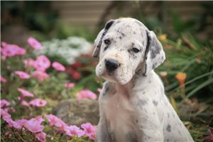 Alden - Great Dane for sale