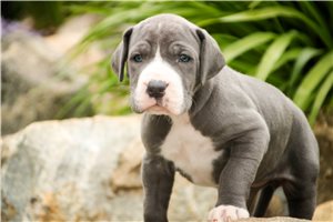Gizmo - Great Dane for sale