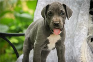 Allegra - Great Dane for sale