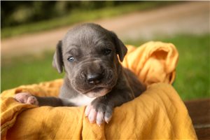 Allegra - puppy for sale