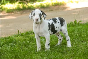 Gladys - Great Dane for sale