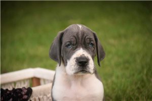 Rosie - Great Dane for sale
