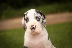 Rachel - Great Dane for sale