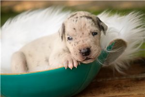 Alaya - puppy for sale