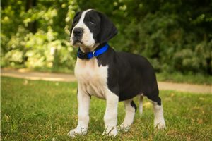 Rudy - Great Dane for sale
