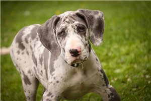 Bailey - Great Dane for sale