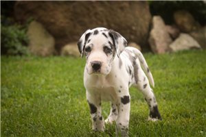 Alex - Great Dane for sale