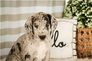 Cali - puppy for sale