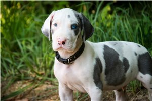 Clement - puppy for sale
