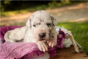 Alana - Great Dane for sale