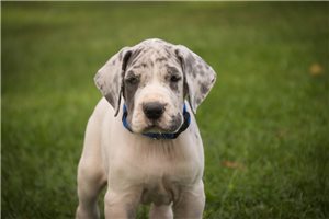 Raymond - Great Dane for sale