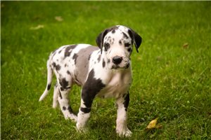 Alfie - Great Dane for sale