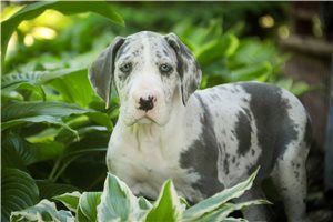 Bella - Great Dane for sale