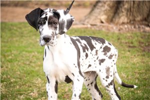 Cadet - Great Dane for sale