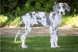 Bailey - puppy for sale
