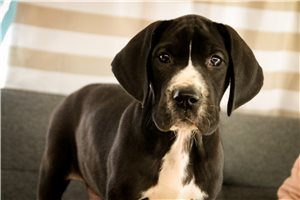 Caesar - puppy for sale