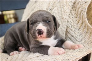 Baxter - puppy for sale