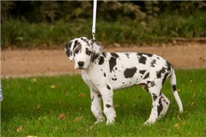 Adam - Great Dane for sale