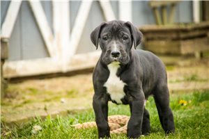Bruno - Great Dane for sale