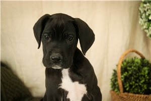 Caiden - puppy for sale